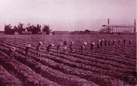 在日本糖厂监工持鞭监督下为蔗苗锄草松土的台湾蔗农