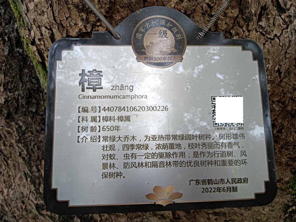 鹤山最古老的樟树：她今年650岁啦！-图片4