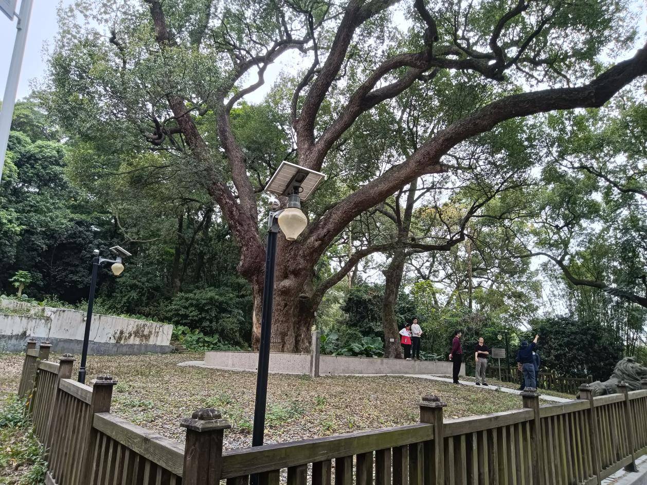 鹤山最古老的樟树：她今年650岁啦！-图片8