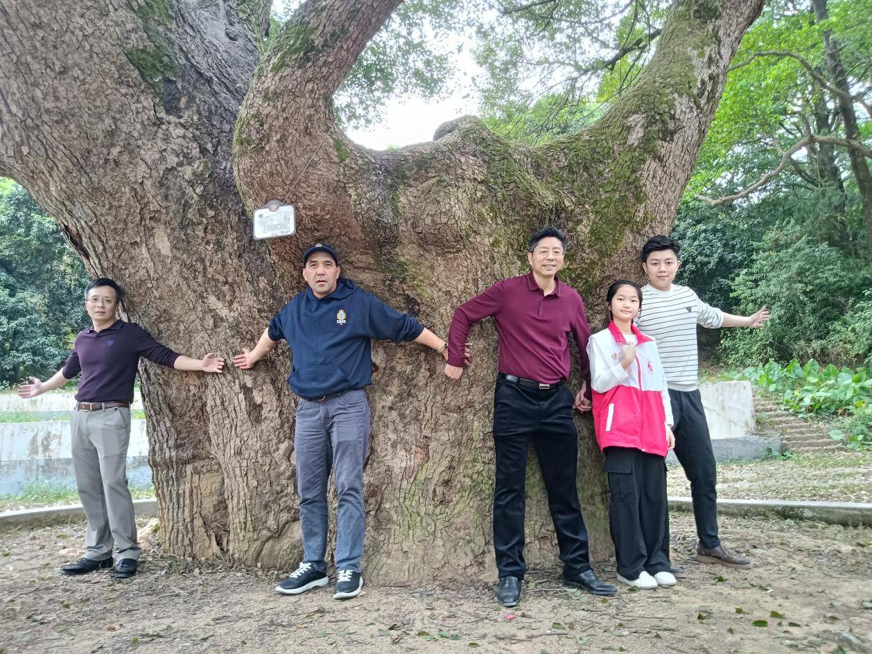 鹤山最古老的樟树：她今年650岁啦！-图片5