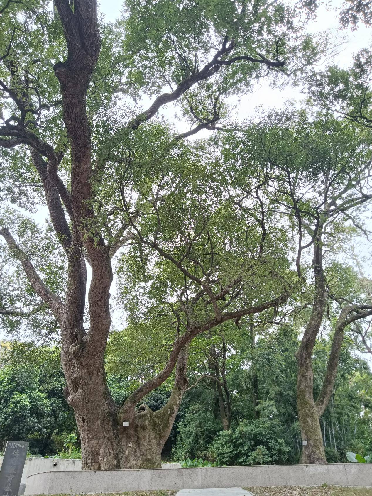 鹤山最古老的樟树：她今年650岁啦！-图片1