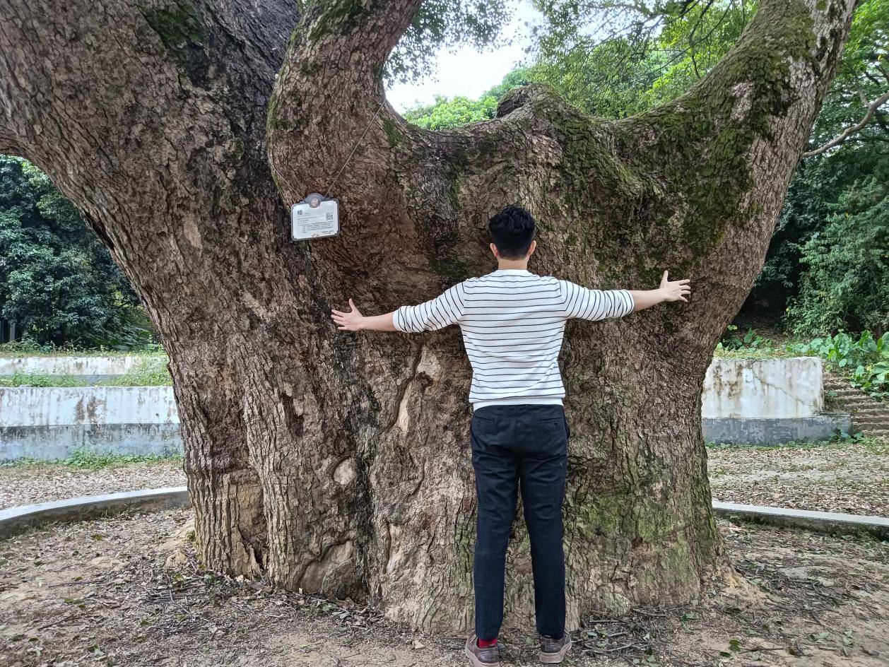 鹤山最古老的樟树：她今年650岁啦！-图片3