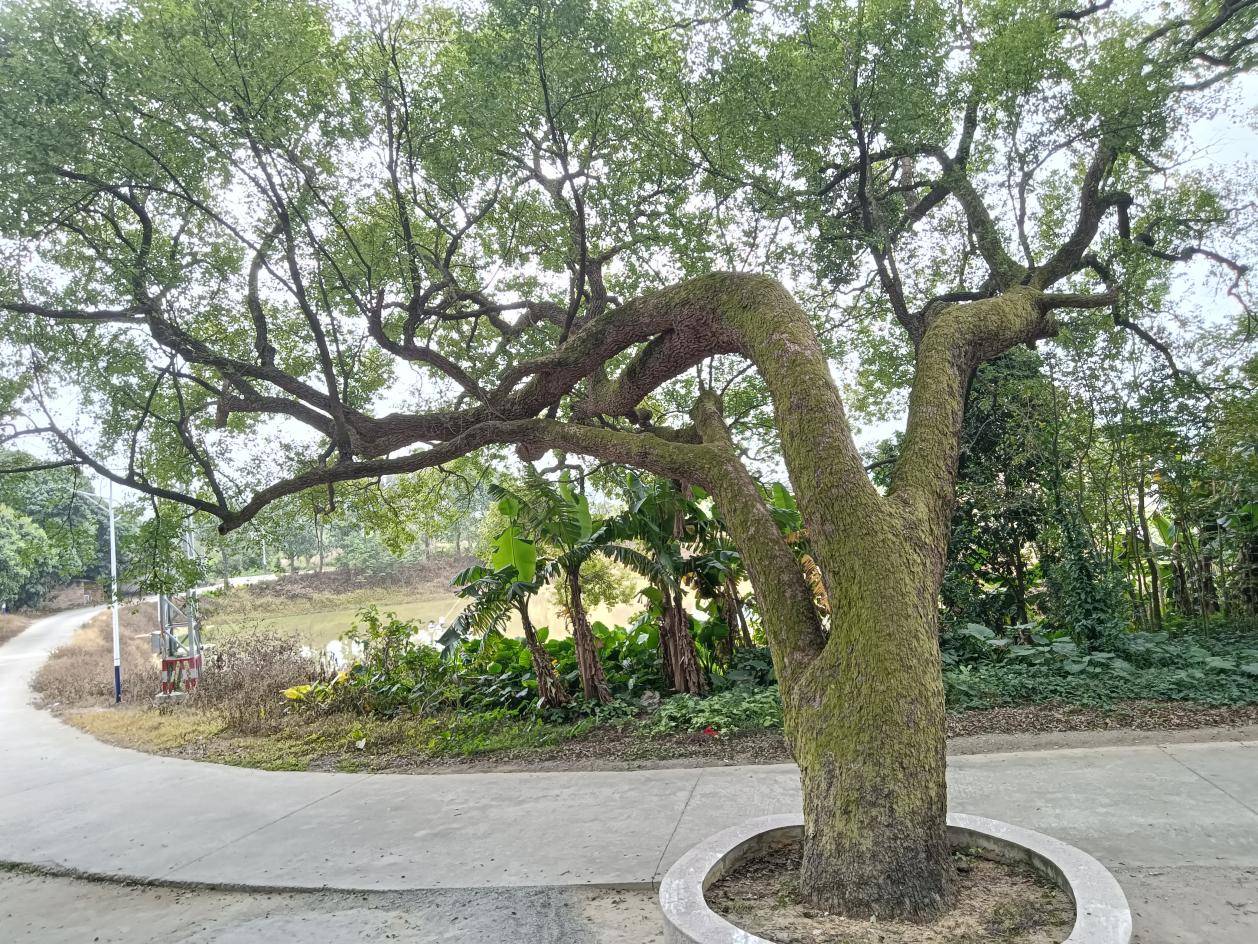 鹤山最古老的樟树：她今年650岁啦！-图片7